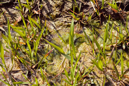 separate part of the swamp