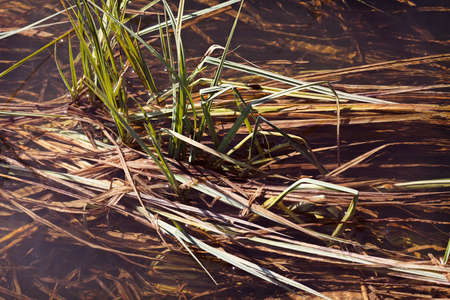 separate part of the swamp