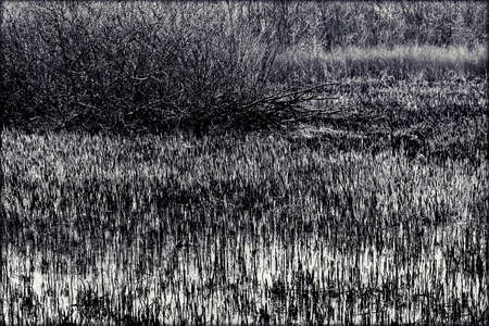 separate part of the swamp