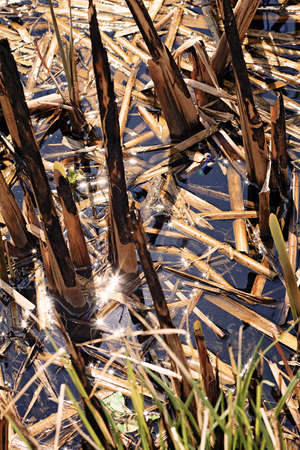 separate part of the swampの写真素材