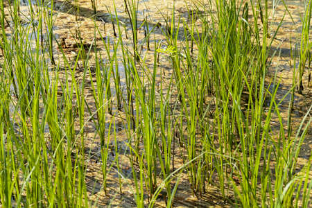 tall green grass in the ditch water, note shallow depth of fieldの写真素材