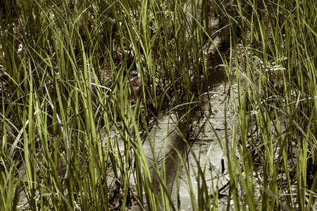 tall green grass in the ditch water, note shallow depth of fieldの写真素材