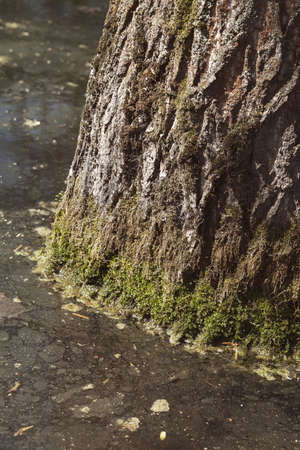 stagnant water around the tree after a heavy rain, note shallow depth of fieldの写真素材