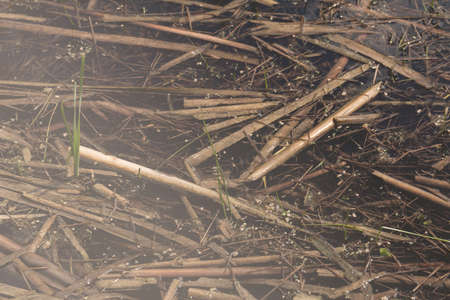 dry stalks of bamboo in water, note shallow depth of field