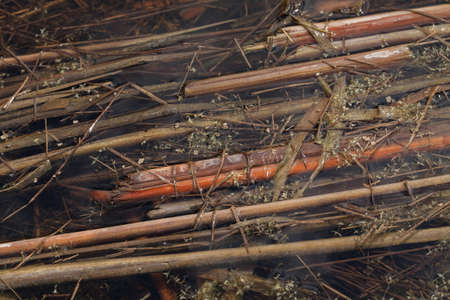 dry stalks of bamboo in water, note shallow depth of field