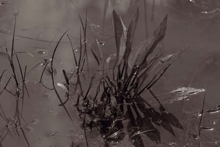 wild grass in water in nature, note shallow depth of field