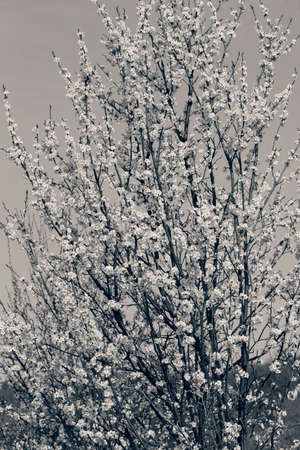 a shrub with small white flowers, note shallow depth of field
