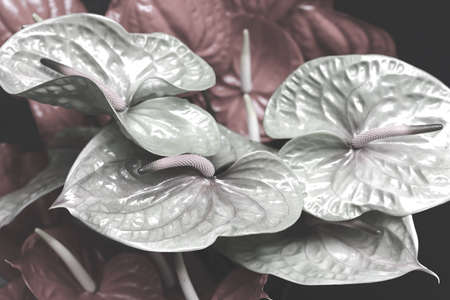 hawaii flowers in one of the many colors, note shallow depth of fieldの写真素材