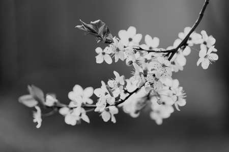 branch with white flowers on a dark background, note shallow dept of fieldの写真素材
