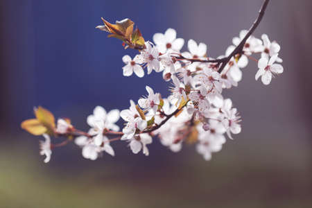 branch with white flowers on a dark background, note shallow dept of field