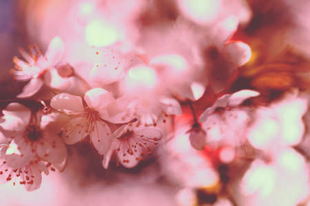 abstract white flowers with red foliage, for blurred background