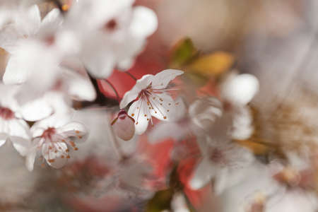 abstract white flowers with red foliage, for blurred background