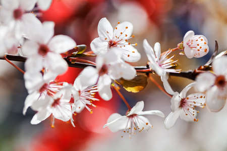 abstract white flowers with red foliage, for blurred background