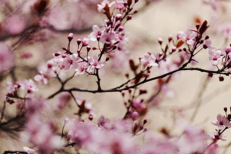 tree with pink blossoms in the city, note shallow depth of fieldの写真素材