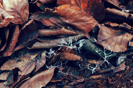 withered fallen leaves on the ground, note shallow depth of fieldの写真素材