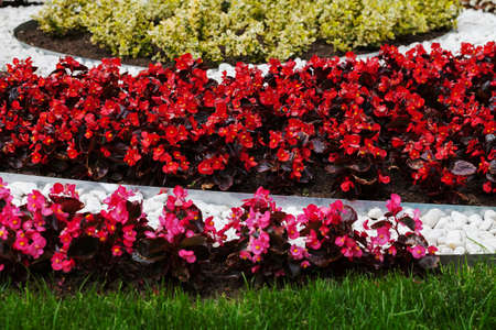 organized flowers in the park, note shallow depth of fieldの写真素材