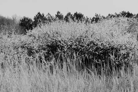 low trees with white flowers in autumn, note shallow dept of fieldの写真素材