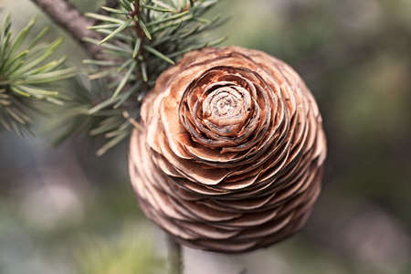 fir cone on the branch, note shallow depth of fieldの写真素材