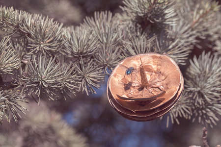 fly on fir cones, note shallow depth of field