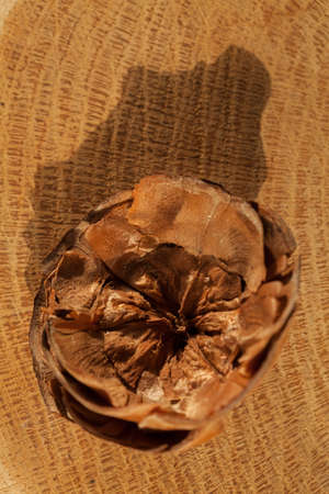 type of pine cones on a wooden base, note shallow depth of field