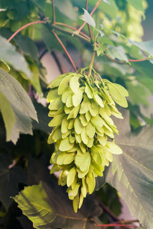 maple branch with young fruits in nature, note shallow depth of field