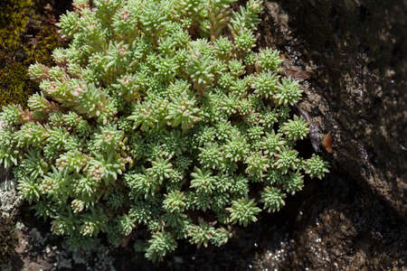 a variety of stonecrop on the stone in nature, note shallow depth of field