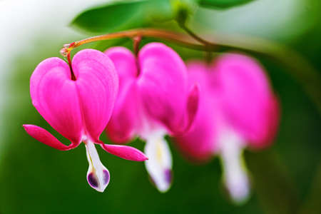 Bleeding Heart flowers in nature on green background, note shallow depth of fieldの写真素材