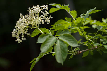 flower called in bloom on the black background, note shallow depth of fieldの写真素材