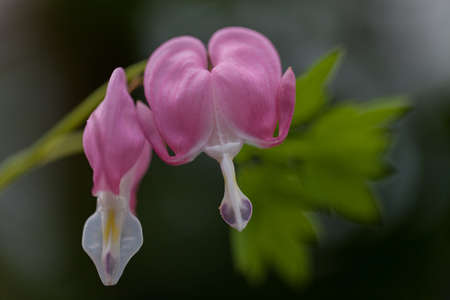 Bleeding Heart flowers in nature on dim background, note shallow depth of field