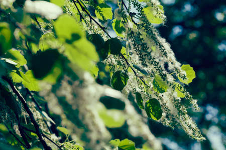 a product of poplar on the branches, note shallow depth of field