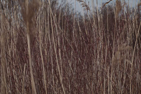 tall dry grass in autumn, note shallow depth of field