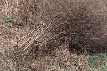 dry field grass after the storm in the nature, note shallow depth of fieldの写真素材