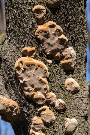 Unusual mushrooms on the tree bark in nature, note shallow depth of field