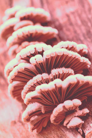 wild mushrooms on tree bark in nature, note shallow depth of fieldの写真素材