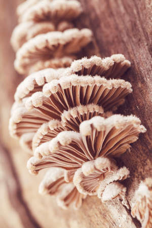 wild mushrooms on tree bark in nature, note shallow depth of fieldの写真素材