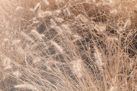 tall dry grass in autumn, note shallow depth of field