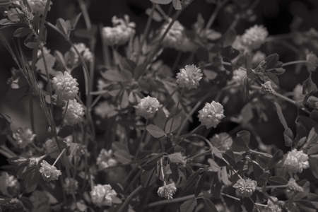 bush with small yellow flowers on a branches, note shallow depth of field