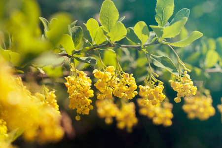 branches of yellow locust in nature, note shallow depth of field