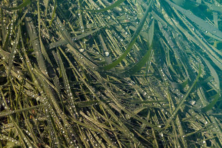 tall green grass after rain, note shallow depth of fieldの写真素材