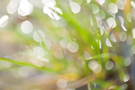 abstract reflection of raindrops on the grass, for blurred backgroundの写真素材