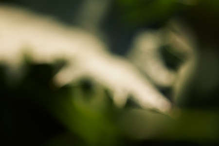 abstract  green leaves in nature like a blurry  picture, for  blurred  backgroundの写真素材