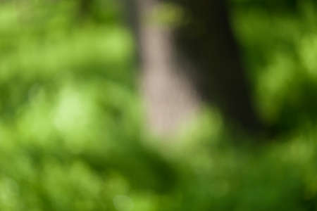 blurry green forest in spring, for blurred backgroundの写真素材