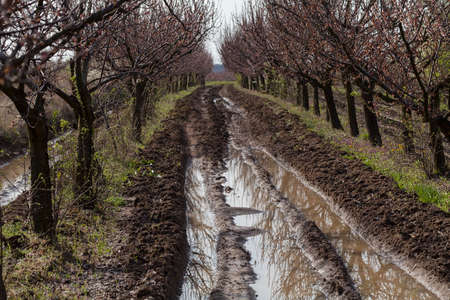 muddy paths through the orchard, note shallow depth of field