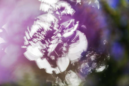 Abstraction purple flower on the blur background, for blurred background