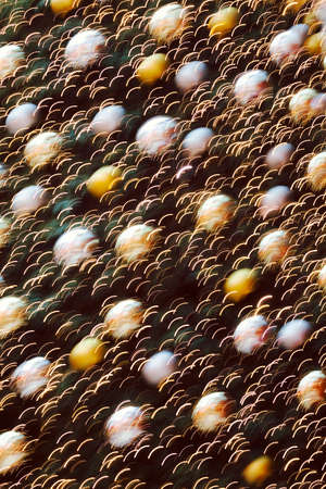 abstract decorations on the tree for Christmas on a dark background, for blurred backgroundの写真素材