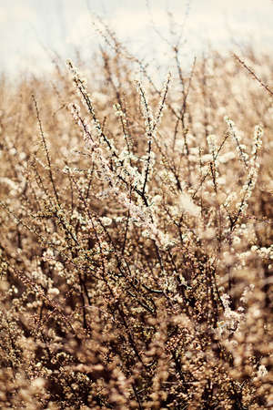 floral bushes on the end of the summer, note shallow depth of field
