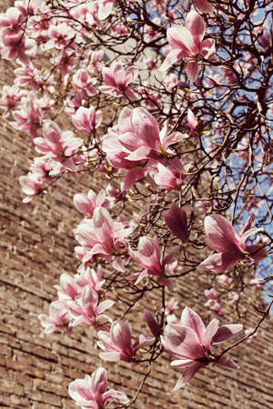 magnolia with brown background, note shallow depth of fieldの写真素材