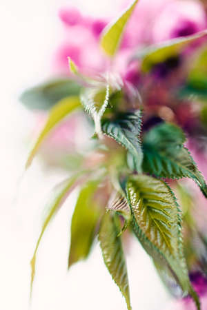 Abstraction pink flower on the white background, for blurred background