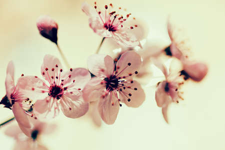 gently pale pink flowers on the light background, note shallow depth of field