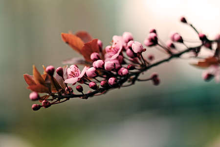 branches with pink flowers on the blue background, note shallow depth of fieldの写真素材